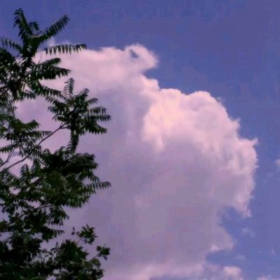 管家婆期期四肖四码中特管家下载手机版